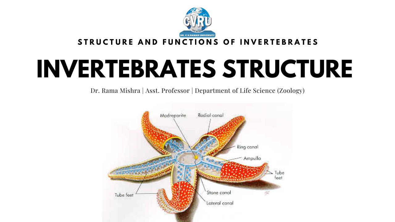 http://study.aisectonline.com/images/Invertebrates Structure.png